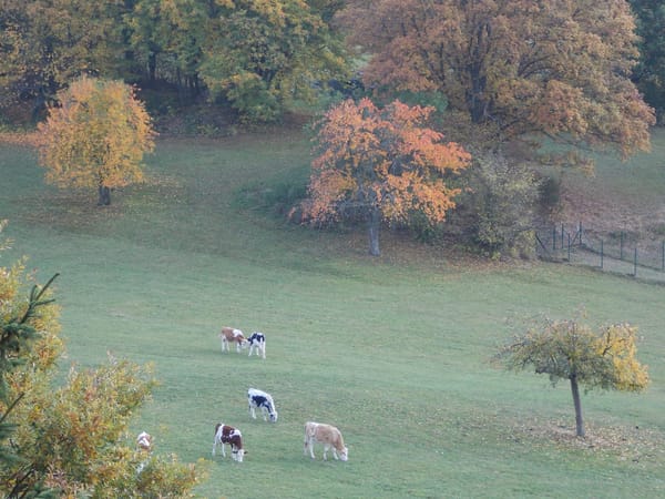 A visual journey of the French countryside: Valley of Munster: photo 31