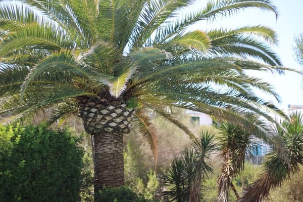 Mallorca: A family vacation: photo 1