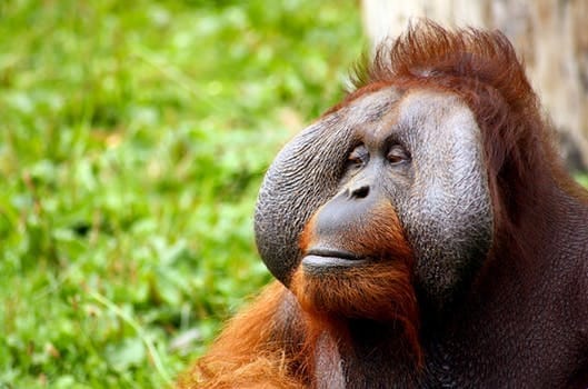 Spending A Day at Singapore Zoo and Singapore Night Safari: photo 3