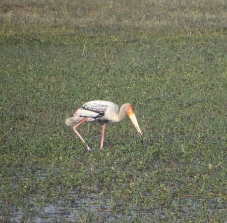 City Birder’s Paradise, The Okhla Bird Sanctuary near Delhi: photo 1