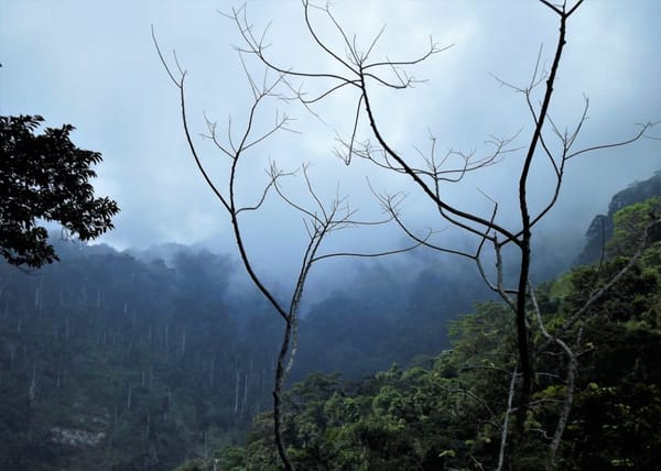 Choroní: Cloud forest, bluegreen beaches, rivers and drums: photo 1