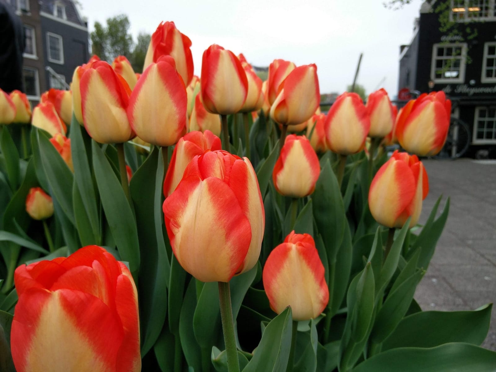A Traveler’s Guide To Amsterdam