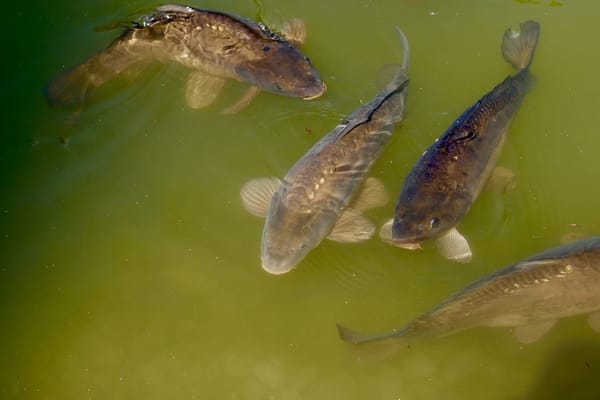 Paid fishing near Moscow: photo 3