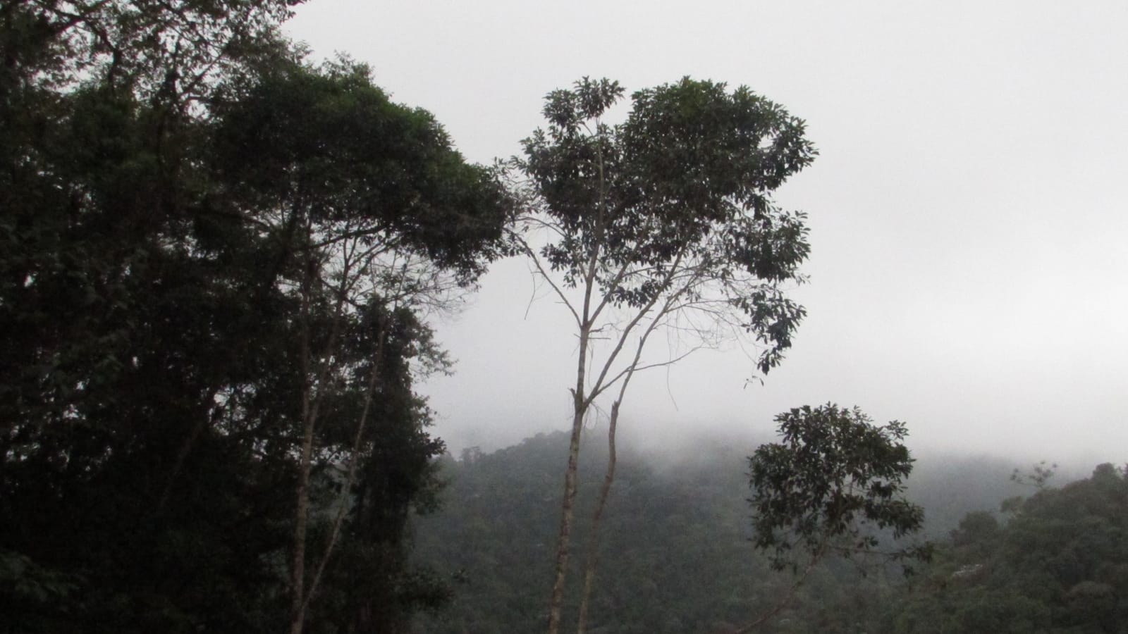Mashpi Area of Conservation - Ecuador
