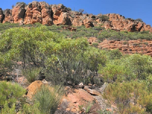 Flinders Ranges: Ancient earth and fascinating wildlife: photo 37