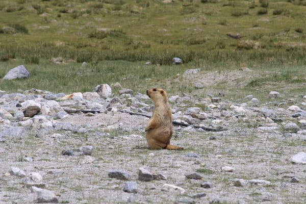 A trip to Ladakh: Pangong Lake, Nubra Valley and Monastries: photo 3