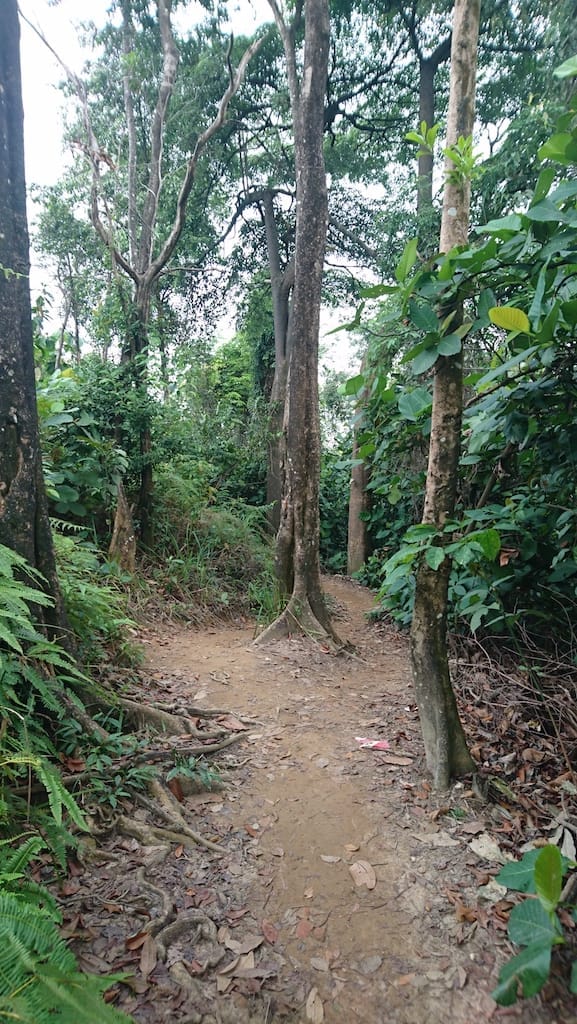 Bukit Gasing: Nature in the City