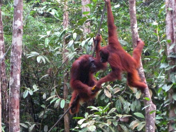 Meet the Orang-Utans in Kuching: photo 6