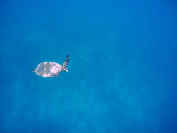 Fantastic place for snorkeling, island Biyadhoo: photo 4