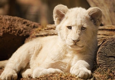 The Best Places to Visit in Nairobi Kenya: photo 1