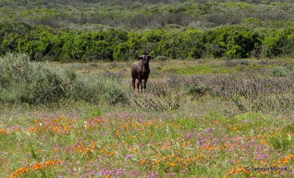 WEST COAST NATIONAL PARK: A GUIDE TO VIEWING THE SPRING FLOWERS FROM CAPE TOWN: photo 4