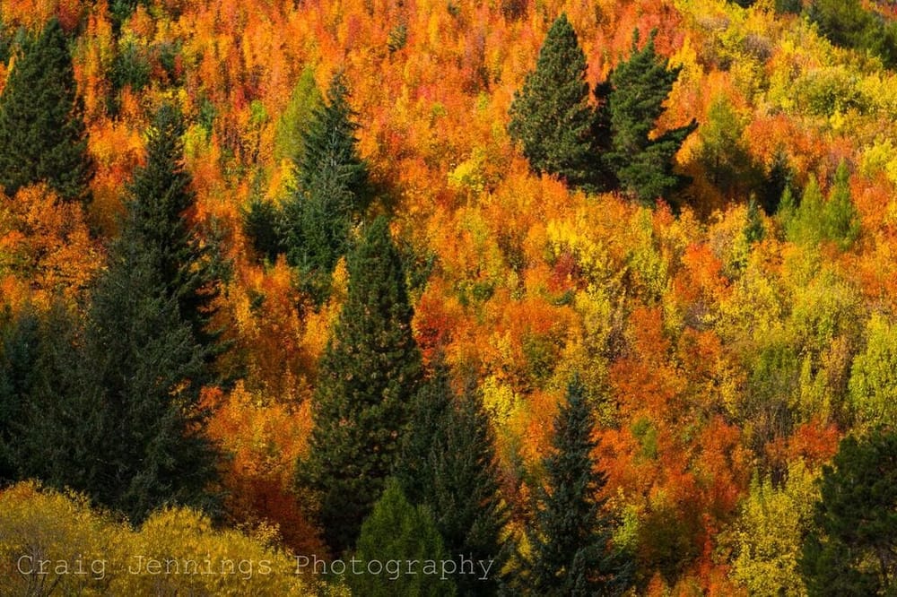 Arrowtown Autumn Festival