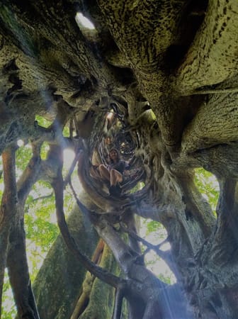 Exploring Monteverde, Costa Rica: top 10 things to do: photo 2