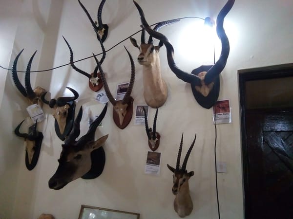 An Afternoon at the Nairobi Safari Walk.: photo 4