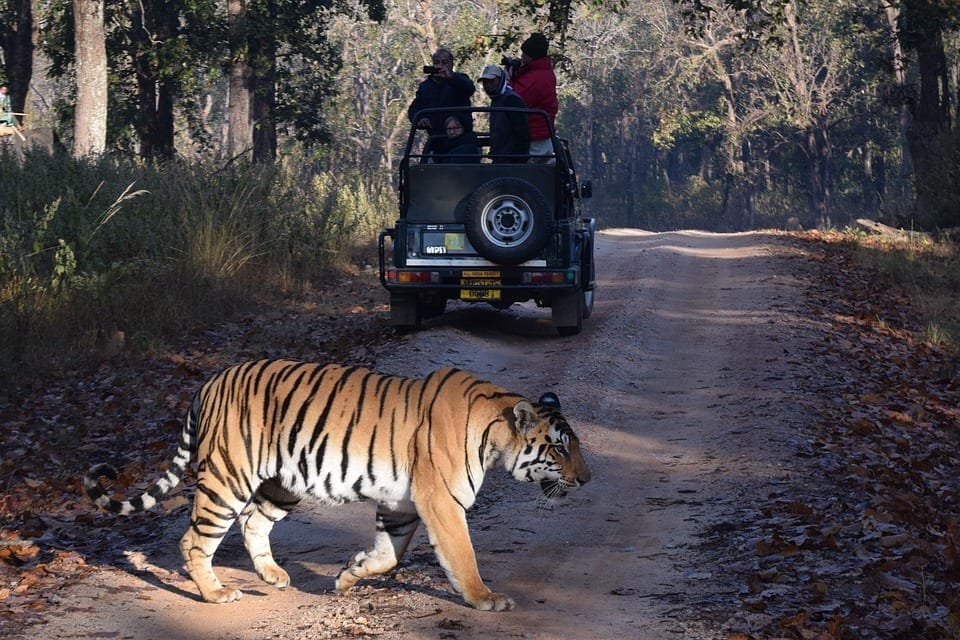 Top Two National Park in Madhya Pradesh-Kanha and Pench