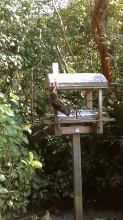 Zealandia Park: Wellington’s jewel of life.: photo 2