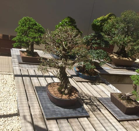 National Arboretum Canberra: photo 3