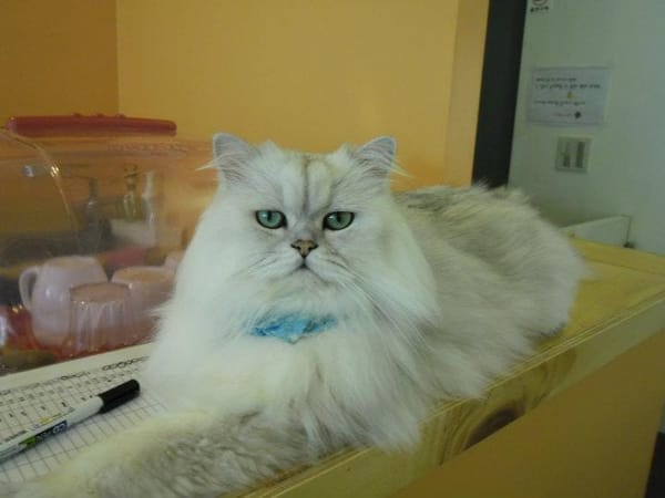 South Korea : Cats and Green Tea: photo 1