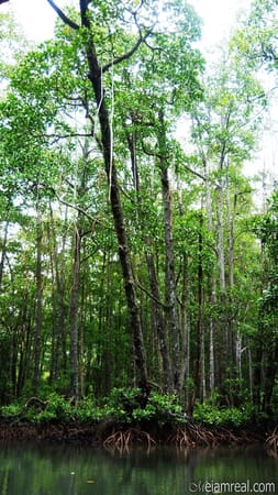 Explore Puerto Princesa in Just Three Days!: photo 10