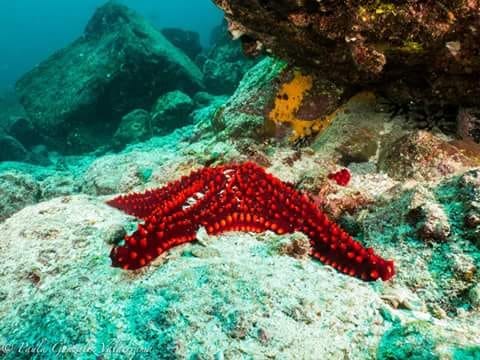 A Beautiful Paradise: The Galapagos Islands: photo 8