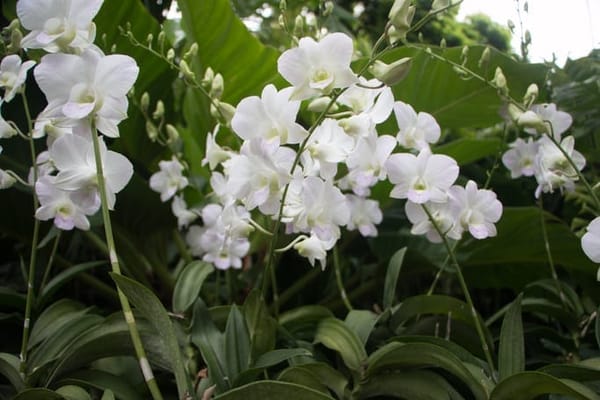 Singapore: Get Closer to Nature: photo 25