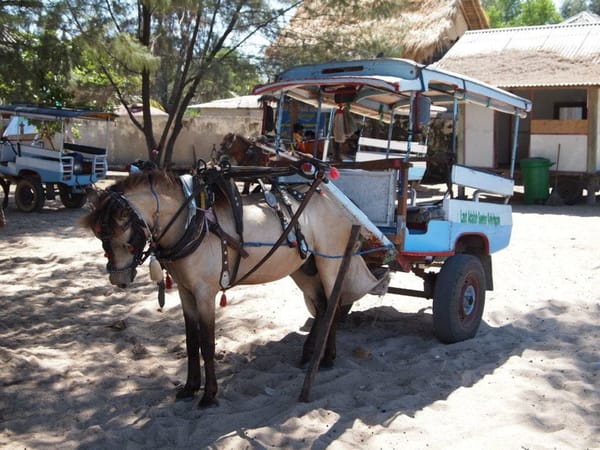The Gili Islands: Which is the most venomous snake in the world?: photo 3