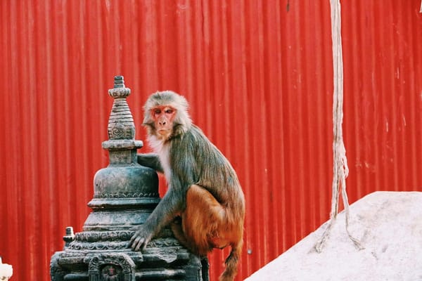 Nepal - A Warm, Vibrant Gem hidden in the Himalaya Mountains: photo 4