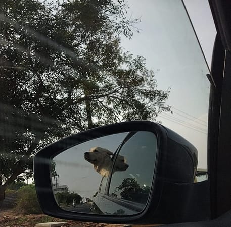 A pet-friendly cross country journey to Himachal Pradesh, India: photo 1