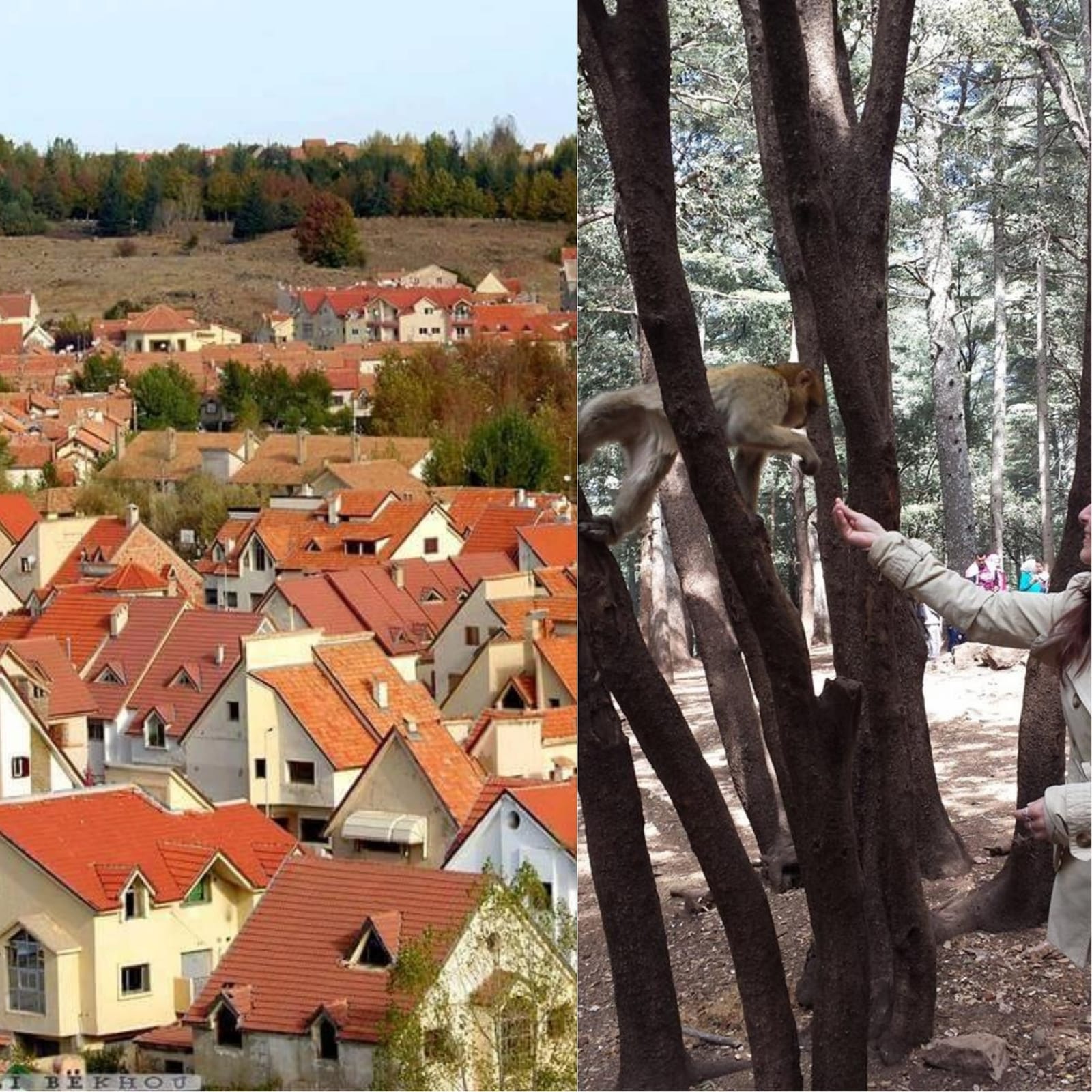 Road trip to Ifrane, the Moroccan Switzerland