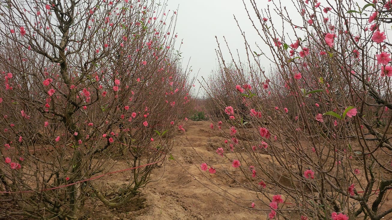 The Flower Safari of Hanoi’s Tết