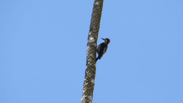 Mashpi Area of Conservation - Ecuador: photo 3