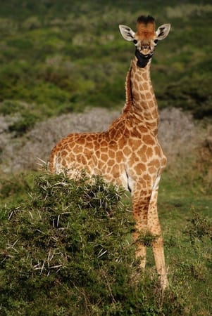 Have The Best Vacation Moment In Homabay: kenya.: photo 2