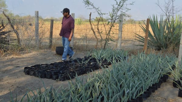 Zapotitlán; the magical drink experience: photo 3