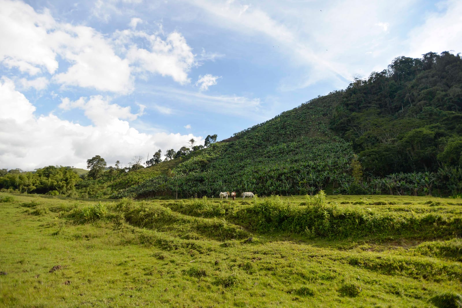 La pastora, Risaralda: A place you have probably never heard of