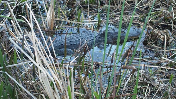 Wild Florida: photo 2