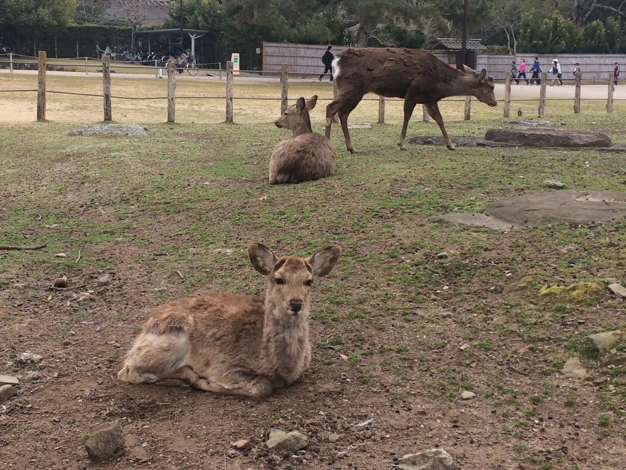 Japan's Nara Park: Deer-Central