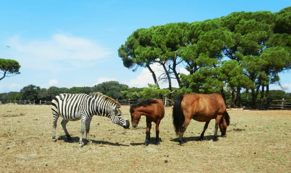 Brijuni Island – The Secret Paradise of Croatia: photo 1