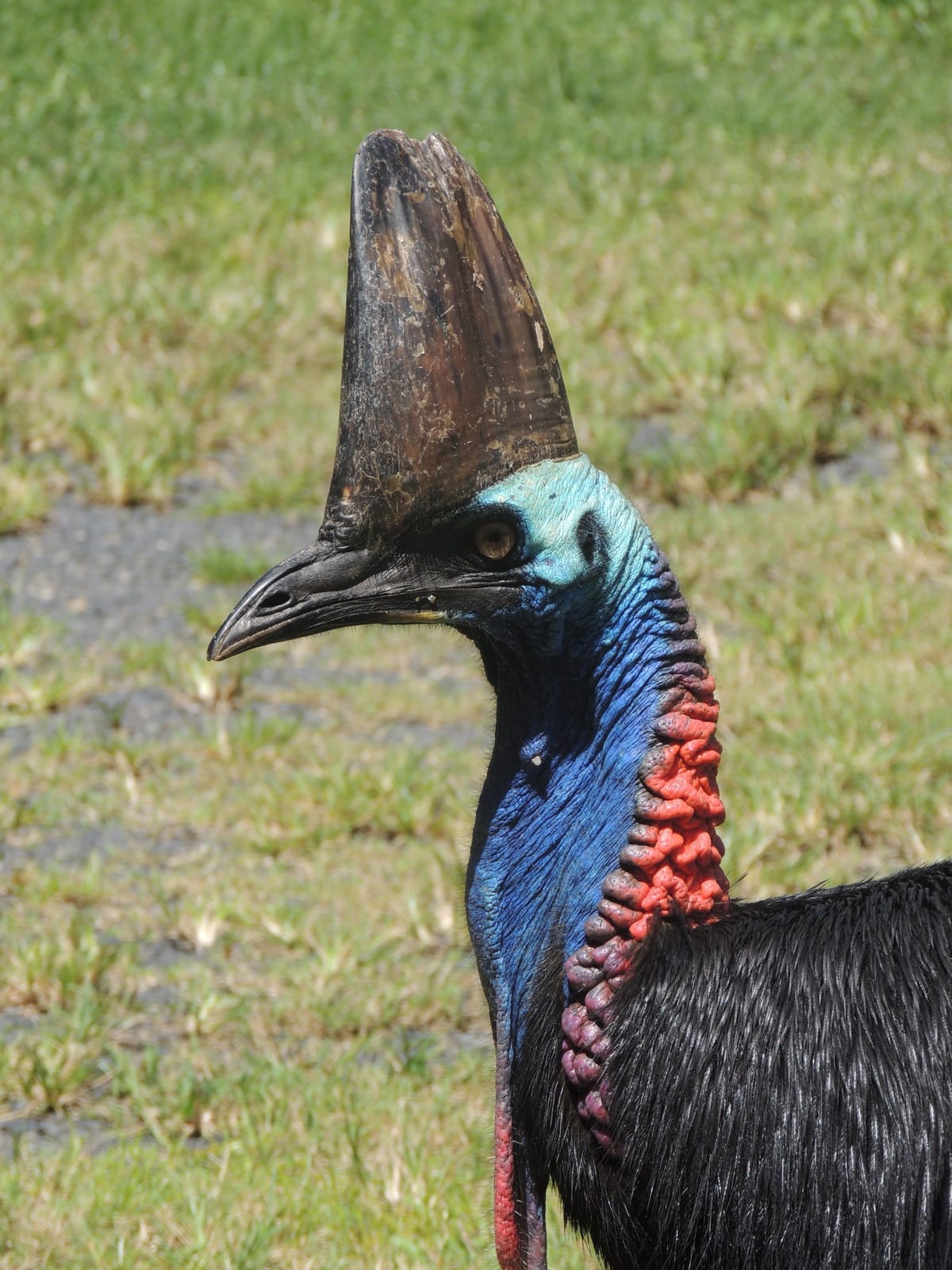 Camping with Cassowaries at Etty Bay