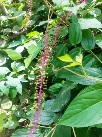 Adventure to Peechon Cove: photo 2