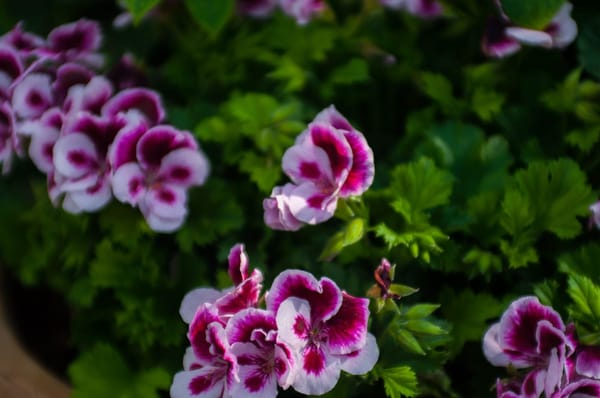 A Whimsical Experience in Hamamatsu, Japan: photo 34