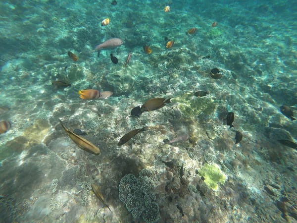 A FRESH TASTE OF BALI, INDONESIA: NUSA PENIDA: photo 7