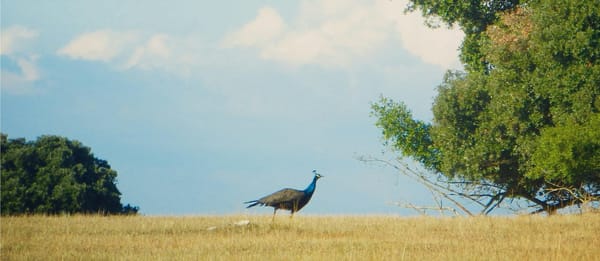 Brijuni Island – The Secret Paradise of Croatia: photo 5