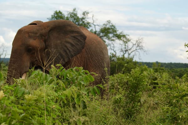 Cruising in Chobe National Park: photo 7