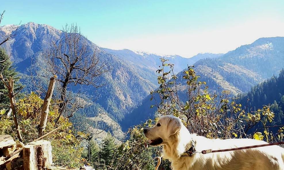 A pet-friendly cross country journey to Himachal Pradesh, India