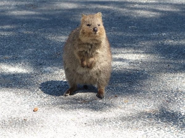 Rottnest Island- a mysterious Island full of Adventures: photo 1