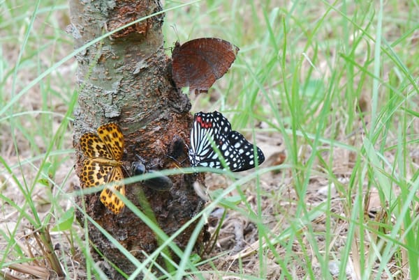Fuyang Ecological Park: a hidden paradise in the Taipei city: photo 2