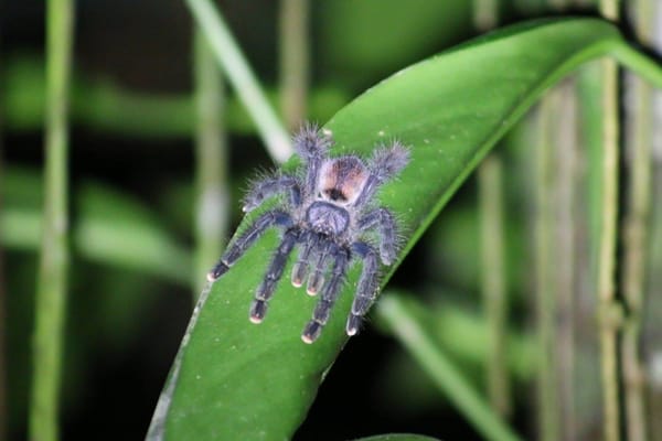 A Week In The Amazon Jungle: photo 2