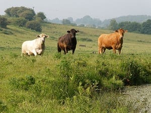 North Norfolk: A postage stamp view; culture, beauty & diversity: photo 25