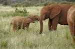 Travel Guide for top 4 Kenyan Sites: photo 2