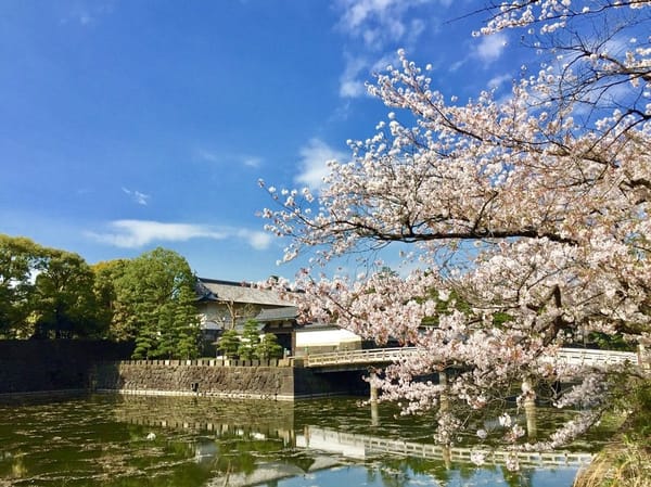 Cherry Blossom and Japanese Culture: photo 6